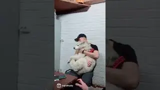 хаски поет макса коржа