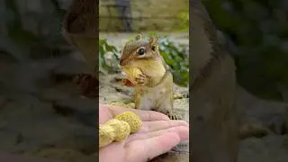 FEEDING CHIPMUNKS PEANUTS 🥜🐿😋 #shorts