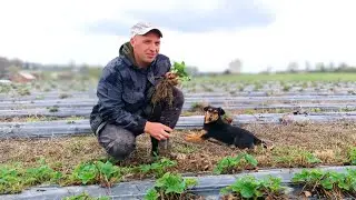 Наш метод посева томатов. Как же в деревне без бульбы.  Подсадка клубники