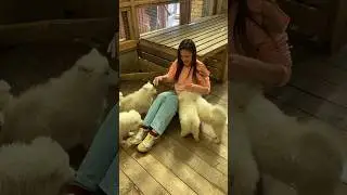 А ты пахнешь как ромашковый чай ❤️ #екатеринбург #собака #питомцы
