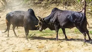 🐂 Powerful Desi Bull Mating with Cow | Natural Breeding Process in Village Farm 