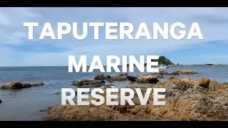 Telling Tales: Taputeranga Marine Reserve