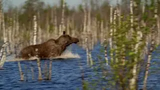 Сезон Медведя 7. Меняем Дислокацию...