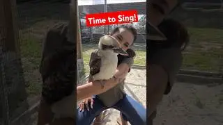 🌟 Kookaburra’s Song Will Make Your Day! 😂🎵