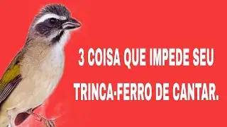 3 COISA QUE IMPEDE SEU TRINCA-FERRO DE CANTAR.