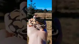 #python #ballpython #reptile #viral #reptiles #snake #snakevideo #ballpythons #sparkle