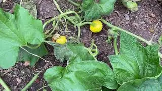 Jack be little pumpkins