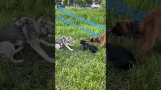 Палка на районе🙈