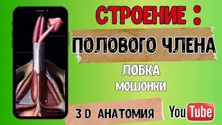Строение ПОЛОВОГО ЧЛЕНА - мужская половая система