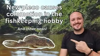 New pleco fish causes commotion in the fishkeeping hobby!