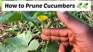How to Prune Cucumber Plants for Best Production