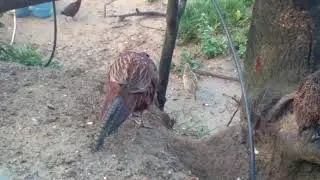 nepali kalija palan at nagarkot