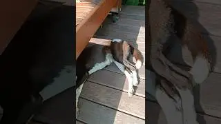 Пострадала от другой собаки