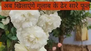 Now a lot of roses will blossom || अब खिलेंगे गुलाब के ढेर सारे फूल