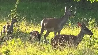 Оленята. Целое стадо вышло из леса || Red deer fawns