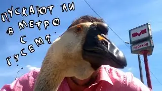Пускают ли в метро с гусем?