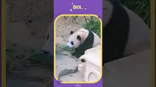 후이가 어부바나무에서 떨어진 이유는?