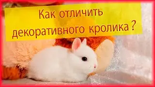 Как отличить декоративного кролика от обычного мясного?