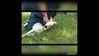 Cute Goat gets slaughtered*BLOOD WARNING*