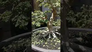 pruning sancang #bonsai #bonsaiinspirasi #bonsaitree #belajarbonsai #hobbybonsai #bonsaiindonesia