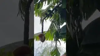 Зима в Пицунде