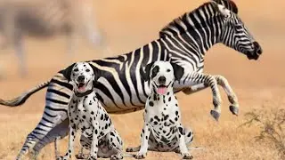 Dalmatian 🐾 vs Zebra 🦓 : Black & White Beauty I Dalmatian Dogs  Help Orphaned Zebra Return to Wild!