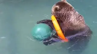 В бассейне играет 2
