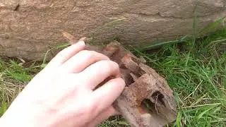 Хорошо погулял в награду серебро