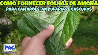 Folhas de amora para Camarões, Ampulárias e Cascudos.