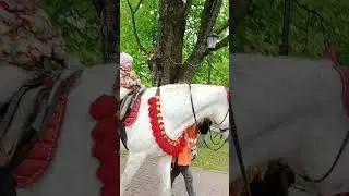 а теперь на лошадке
