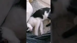 Sallanmayı seviyor #kedi #kedivideoları