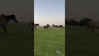 Абушка