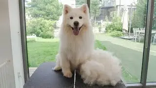 How much does a Samoyed shed?