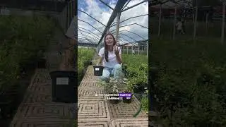 Как продлить сбор урожая жимолости? 
