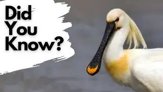 Things you need to know about SPOONBILLS!!