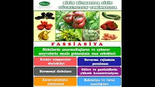 Fassiasiya-Fasciation-Фасциация