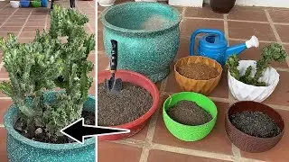 Growing Plant - How To Grow The Euphorbia Lactea Plant #E41