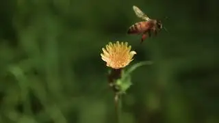 Bees in Slow Motion at 1000fps