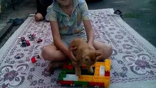 Мой кот