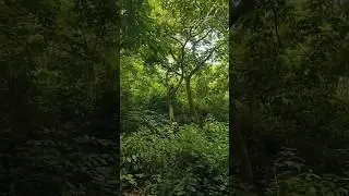 when I visited udaygiri hillside #jajpur #vlog#greentraveler#odishavlogs#viralshorts #youtubeshorts