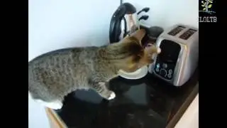 Самые смешные кошки  Забавные кошки  Видео про кошек