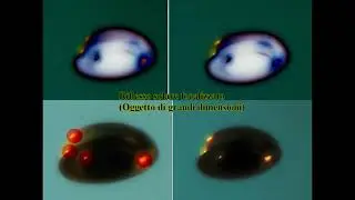 Le analisi di Casi davvero interessanti