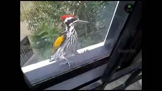 Woodpeaker trying to break window 🐦 | #liveinfo #birdslover #videos