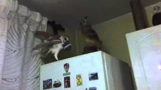 Сова! Сипуха Фидель! Сова защищает свою игрушку!