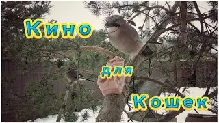Кино для кошек. Сойка. 