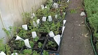 О сроках рассылки для разных культур. Не пугаться если в посылке нет чего то в наличии.