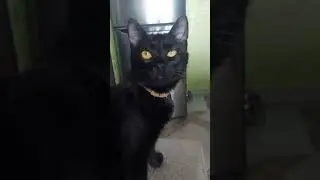 #happy #cat #pets #catlover #смешные #funny #love #кот #kitten