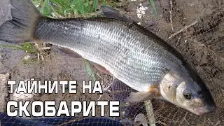 Тайните на огромните скобари