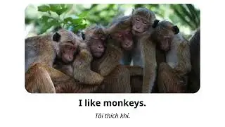 Fun English Sentences with 'I Like' + Animals