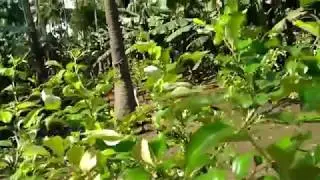 Apple Ber (6 months Age) Cultivation